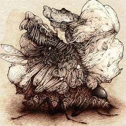 Fly Nut - Drawing of the interbreeding between a fly and a walnut